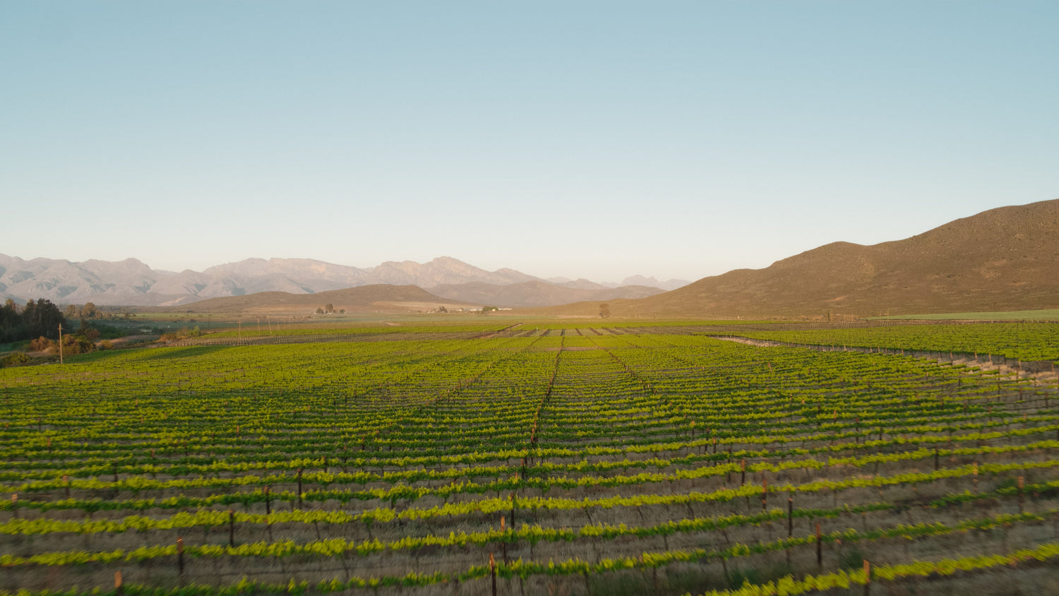 Alvi's Drift Winery estate amid flat vineyards backed by the Brandwacht Mountains, Worcester, South Africa. Photo: WineArchivist (CC BY-SA 4.0)