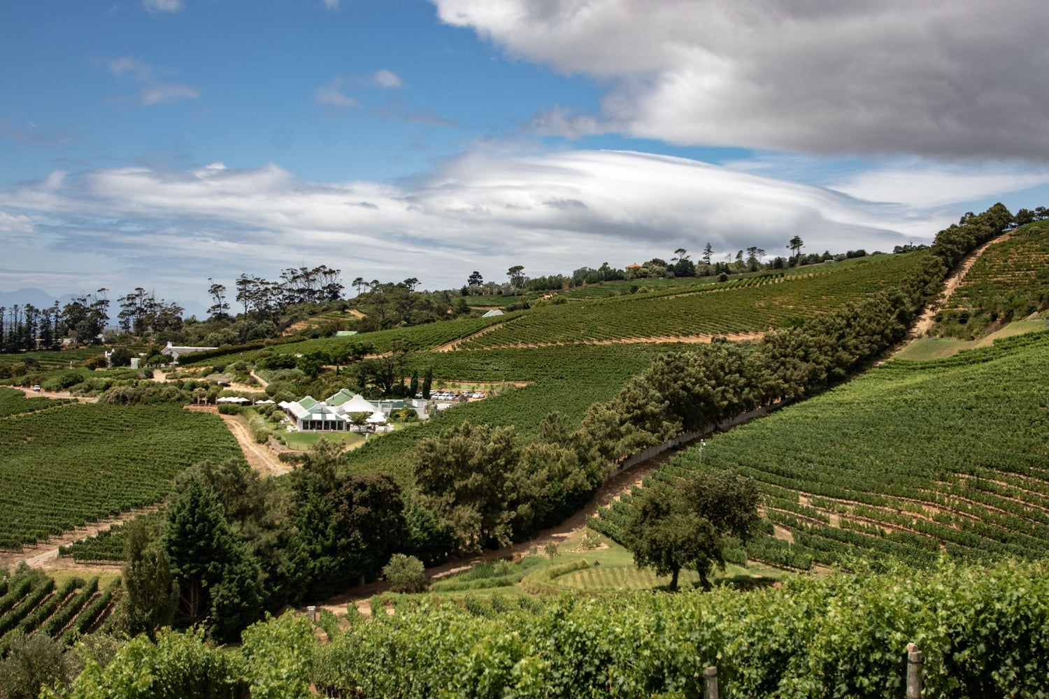 Rolling vineyard estate with winery buildings amid lush trees and vines — Anthonij Rupert Wyne, South Africa