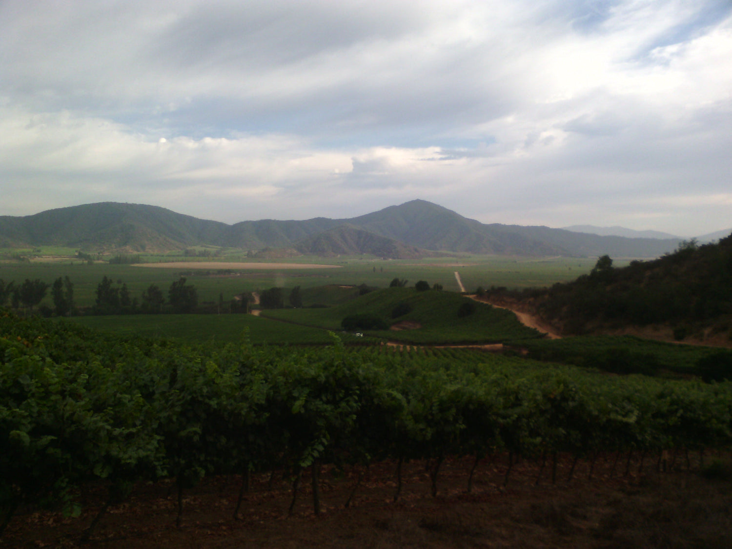 Lush vineyard rows in the Casablanca Valley, Chile — Arboleda. Photo: Alvaro M. Tello (CC BY-SA 4.0)