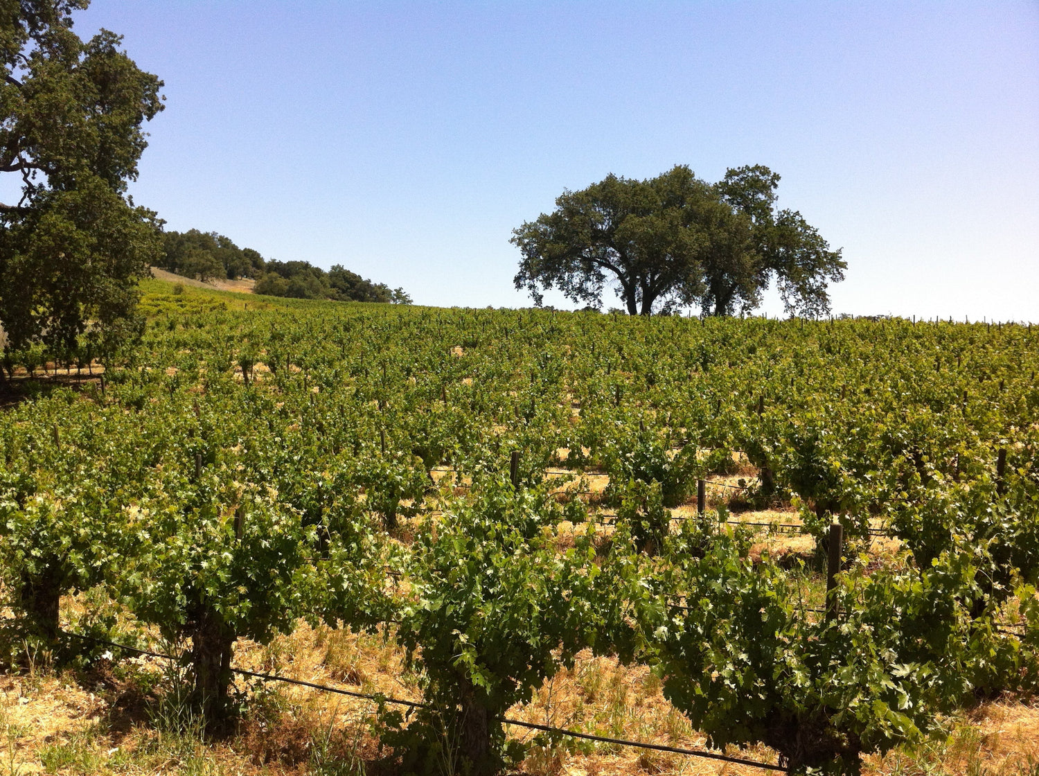 Green vineyard rows with native oak trees on golden hills in Paso Robles, California — Austin Hope. Photo: Agne27 (CC BY-SA 3.0)