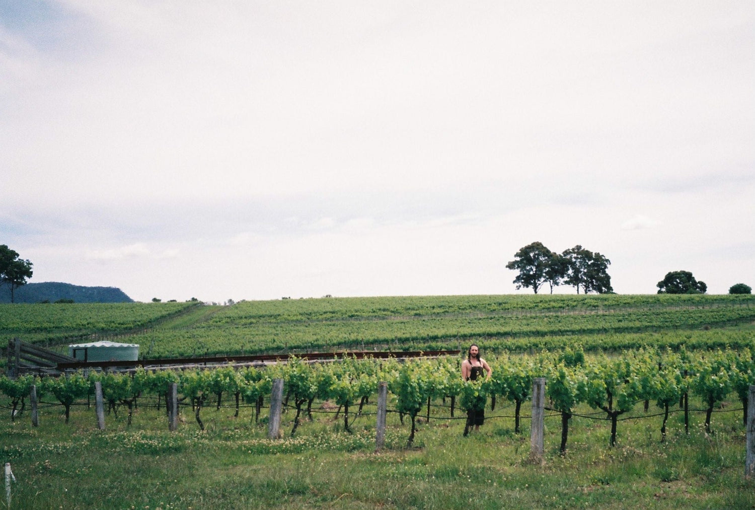 Rolling green vineyard rows on an Australian hillside with eucalyptus trees and a figure tending the vines