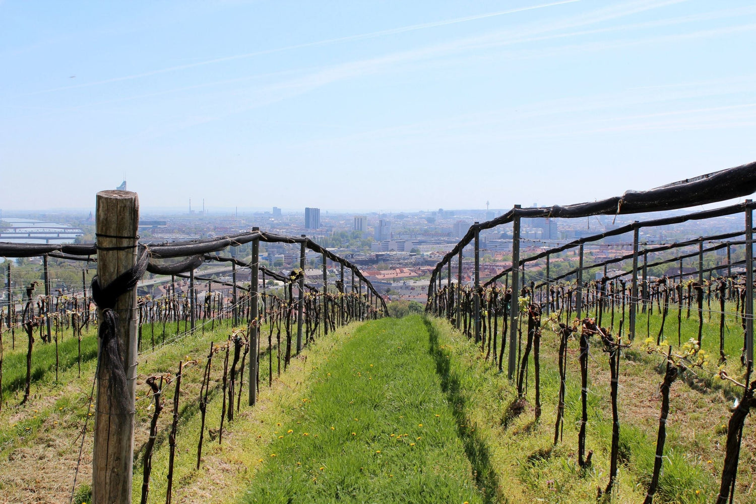 Vineyard rows cascading down a steep hillside above a city skyline in the Austrian wine region
