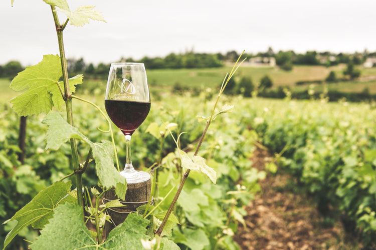Babylonstoren at The Wine Shop. Photo: Elle Hughes, Pexels