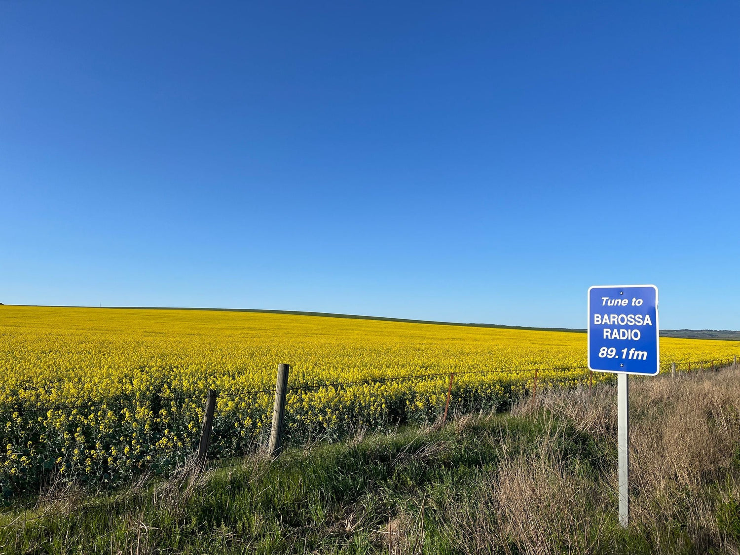 Spring canola fields in vivid yellow bloom on the Barossa Valley floor, South Australia