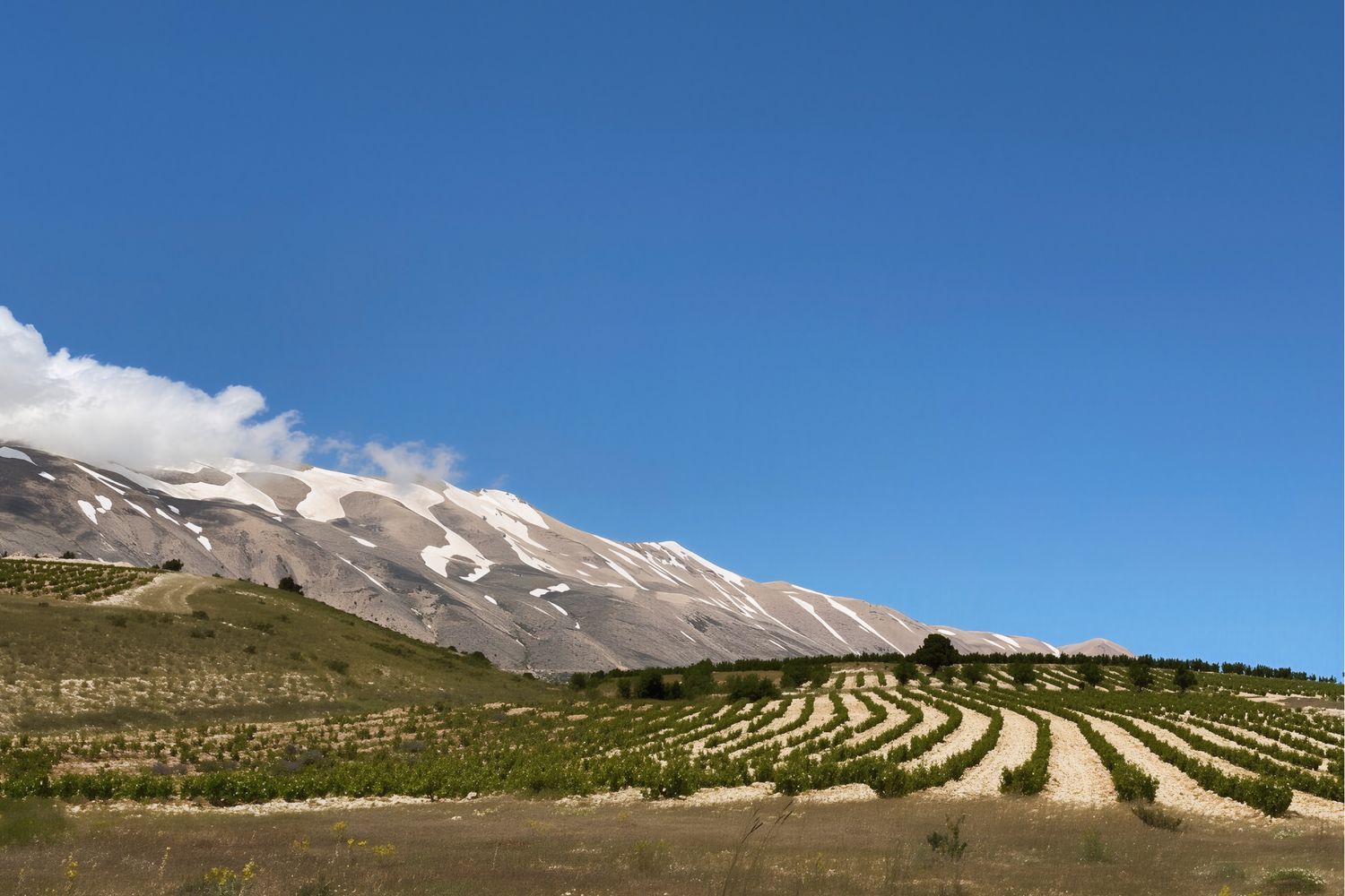 Vineyard rows at the foot of snow-capped Mount Lebanon, Bekaa Valley, Lebanon. Photo: HebaAkasheh (CC BY-SA 4.0)