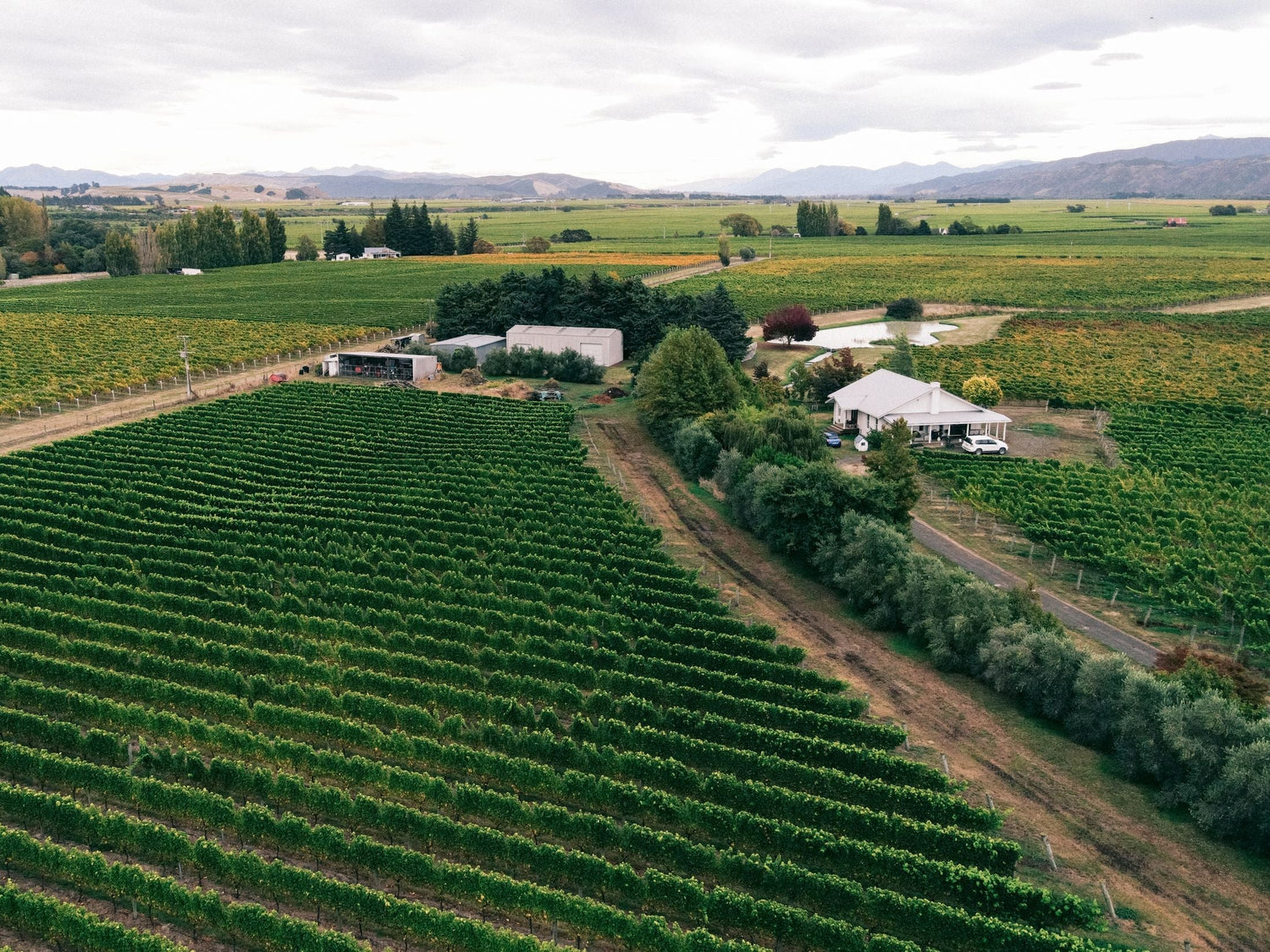 Aerial view of a flat vineyard estate with farm buildings, a pond and autumn-coloured vines, mountains beyond — Bell'Aja