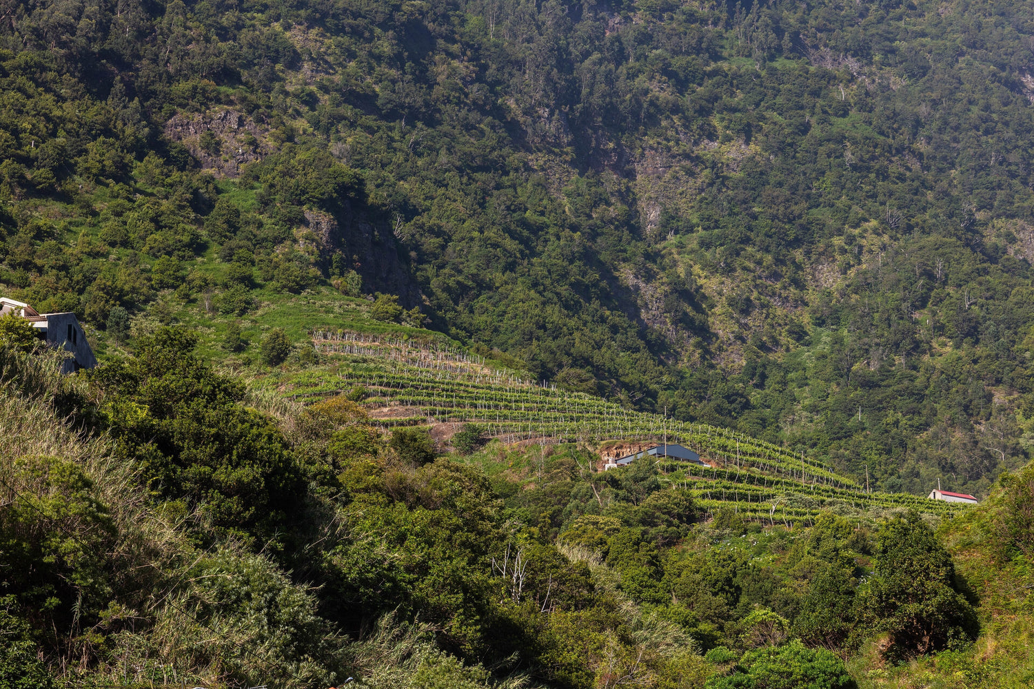 Terraced vineyards cut into a steep volcanic hillside on Madeira island — Blandy's Madeira wine. Photo: Diego Delso (CC BY-SA 4.0)