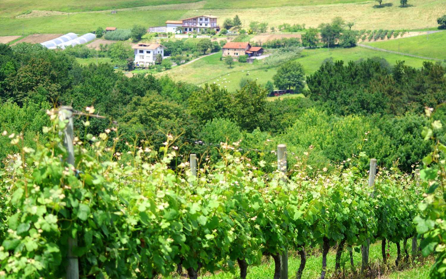 Green Txakoli vineyard rows on lush Basque hills with traditional farmhouses — Bodega Gorosti, Spain. Photo: Tim Tregenza (CC BY-SA 3.0)