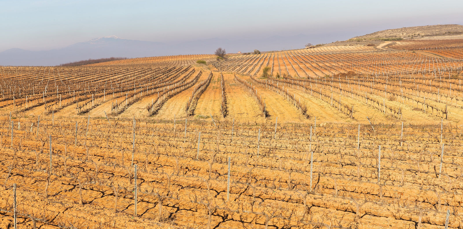 Bodegas Borsao