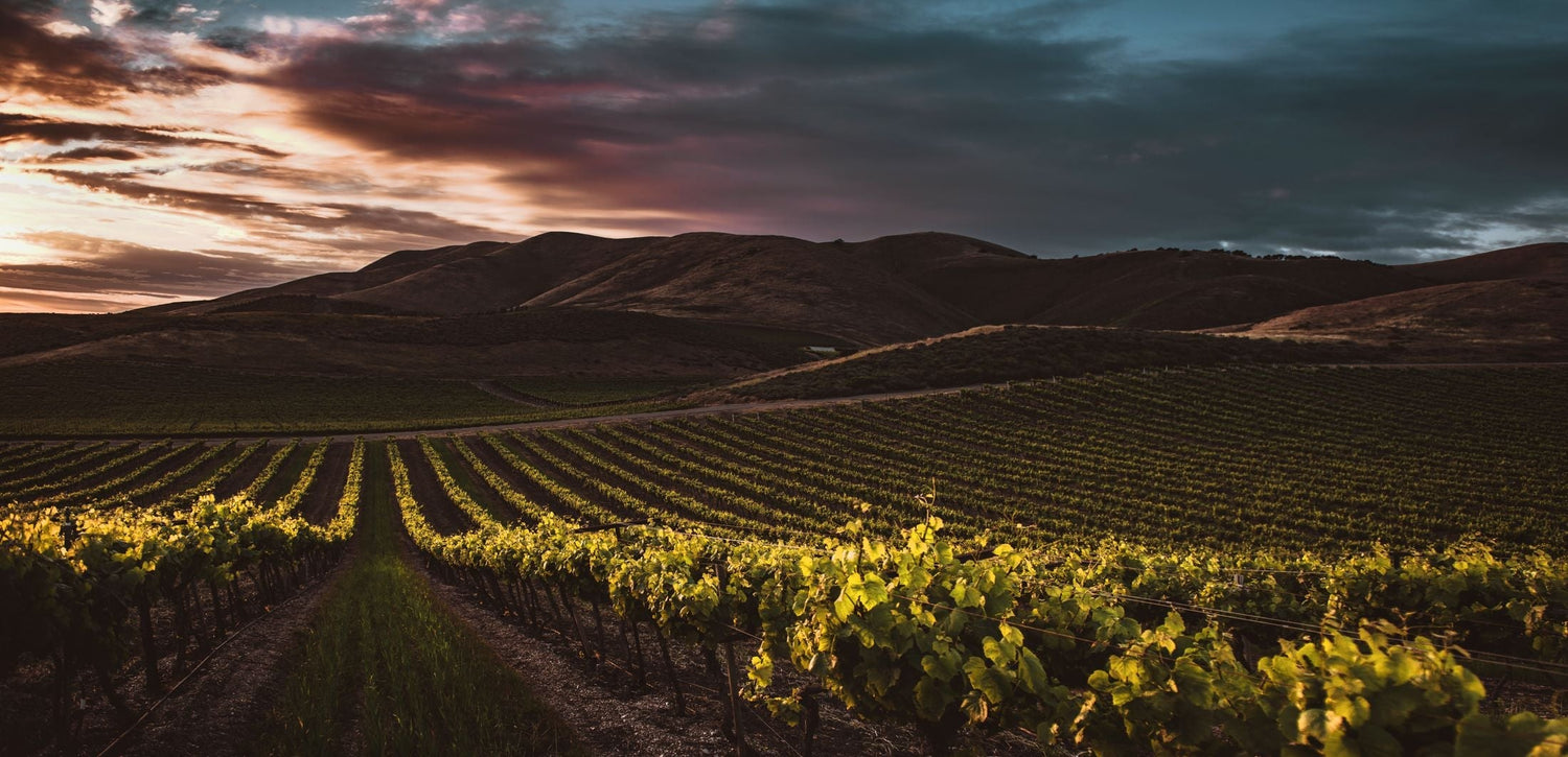 Golden sunset light over vineyard rows backed by rolling hills, Bodegas Frontonio, Aragón, Spain