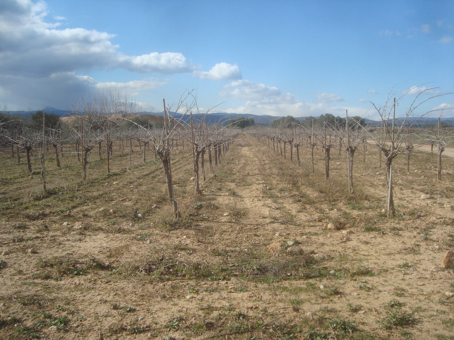Dormant vine rows on a rocky terrace with mountain ridge in the background, Bodegas Mustiguillo, Valencia, Spain. Photo: Juan Emilio Prades Bel (CC BY-SA 4.0)