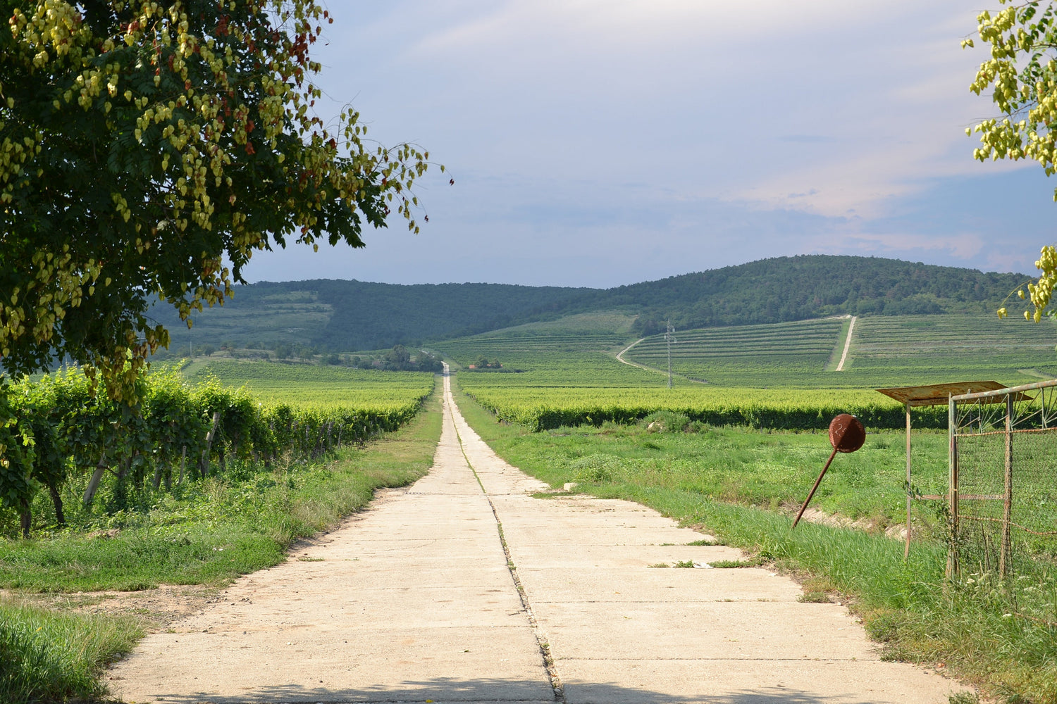 Straight road flanked by vineyard rows leading toward wooded hills in Tokaj, Hungary, Bodrog Bőrműhely. Photo: Pudelek (CC BY-SA 4.0)