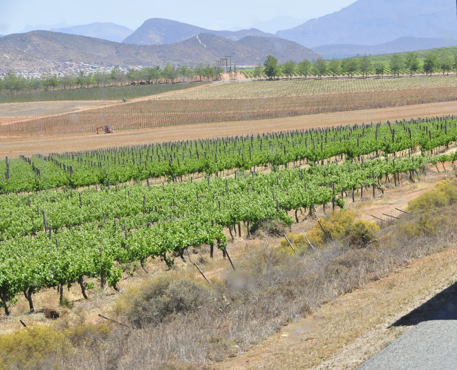Vineyard rows on dry hillside terrain with mountain ridge behind, Bon Courage estate, Robertson, South Africa. Photo: Claus Thoemmes (CC BY-SA 4.0)