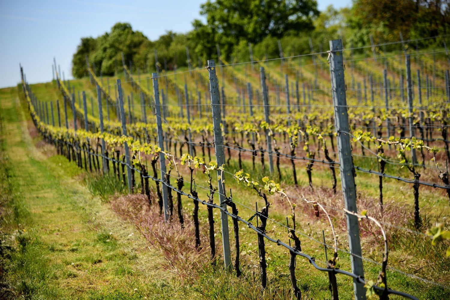 Early spring vineyard rows with freshly budding vines on a gentle hillside, Botter winery, Veneto, Italy