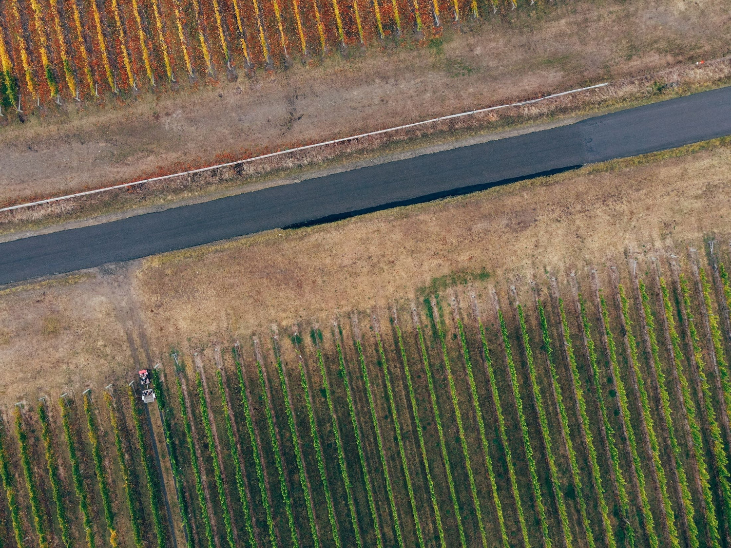 Aerial view of a farm road splitting autumn and summer vineyard rows with a tractor visible, Brothers at War, Stellenbosch, South Africa