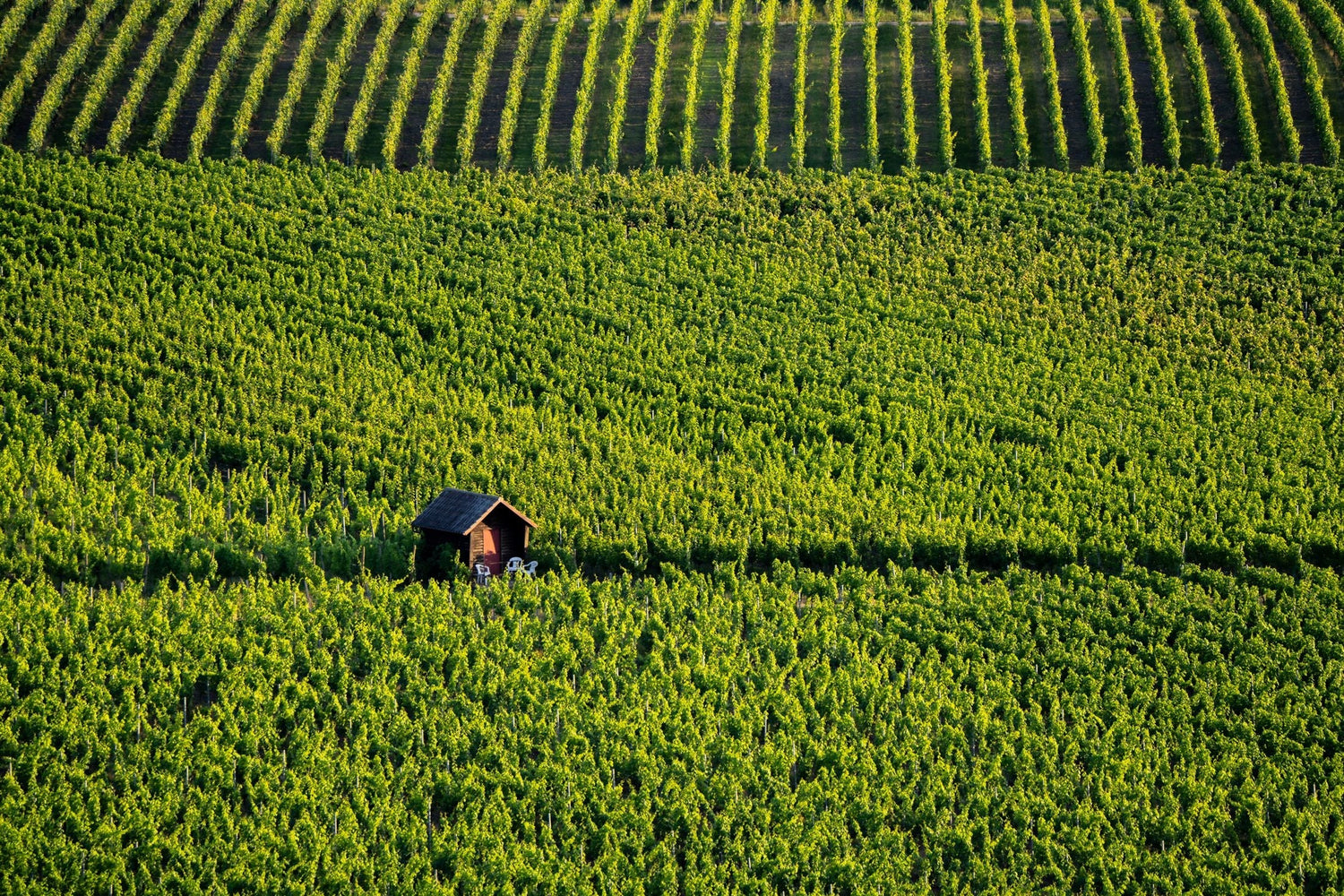 Aerial view of sweeping green vineyard rows over undulating hillsides with a small wooden vineyard hut, Burgundy, France