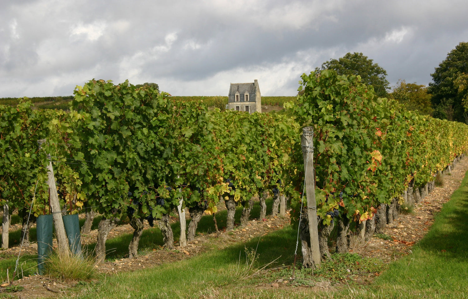 Cabernet Franc vines in late summer at Beaumont-en-Véron, Chinon appellation, Loire Valley, France. Photo: Gerd Eichmann (CC BY-SA 4.0)