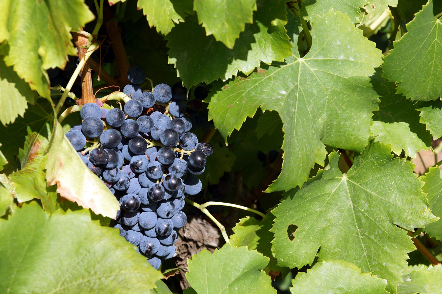 Close-up of a dense cluster of dark ripe Cabernet Sauvignon grapes hanging among green vine leaves