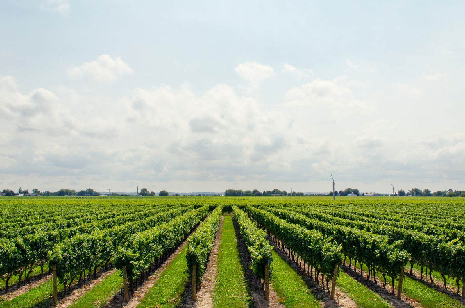 Caiaffa Winery