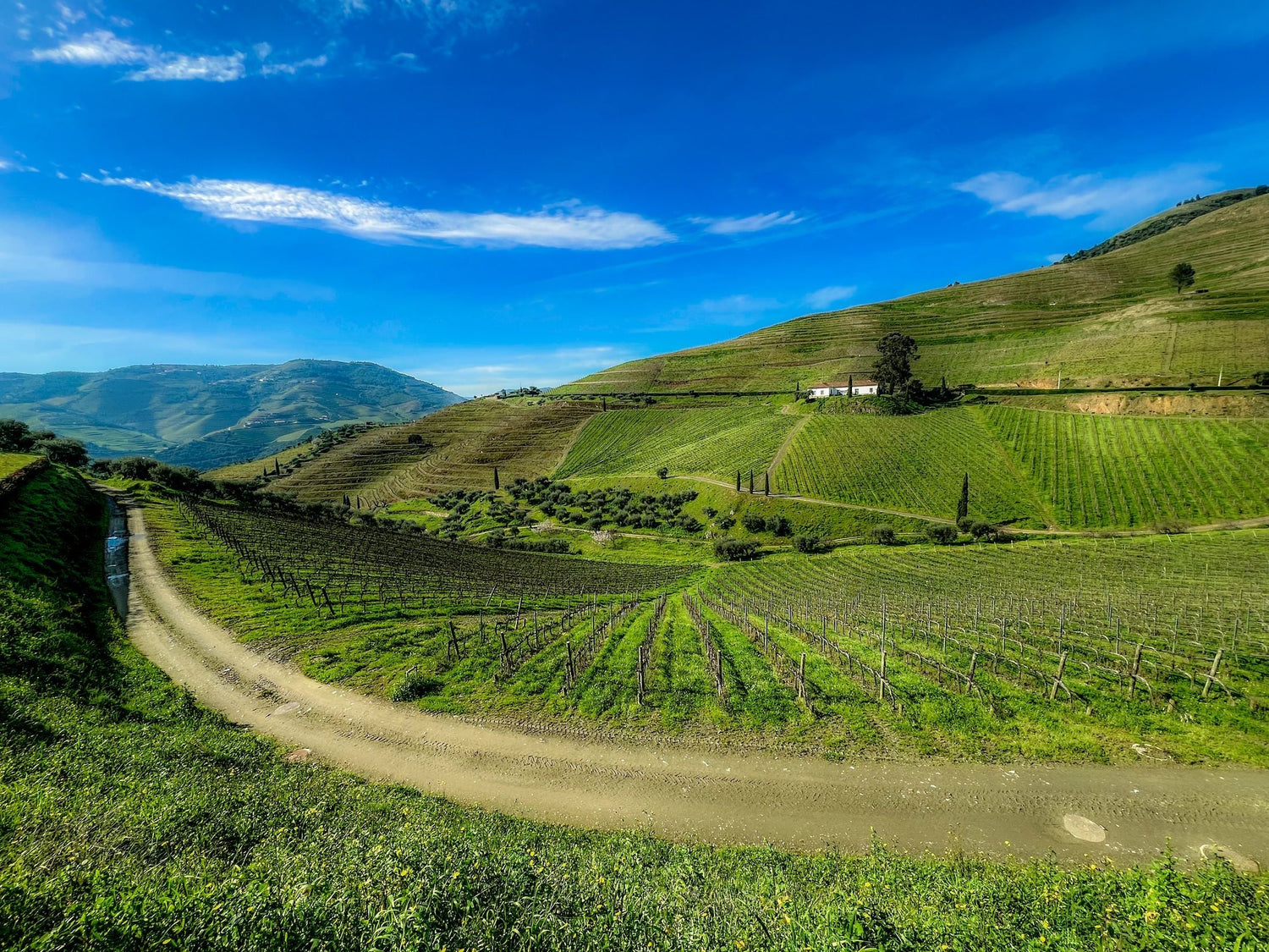 Lush green terraced vineyard hillsides with a winding dirt track through the vines, Calabria wine region, Italy