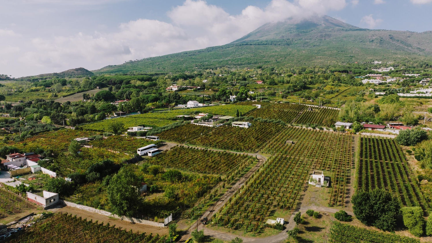 Aerial view of vineyard rows on the lower slopes of Mount Vesuvius with the volcanic peak rising behind, Campania, Italy