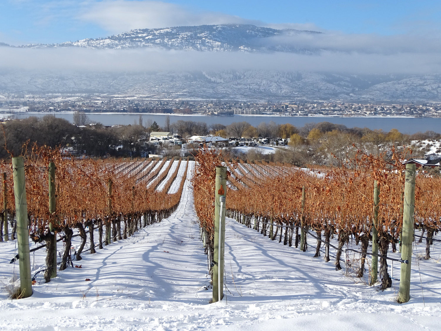Snow-dusted winter vineyard rows overlooking Okanagan Lake and snow-capped mountains, British Columbia, Canada. Photo: Adam Jones (CC BY-SA 2.0)