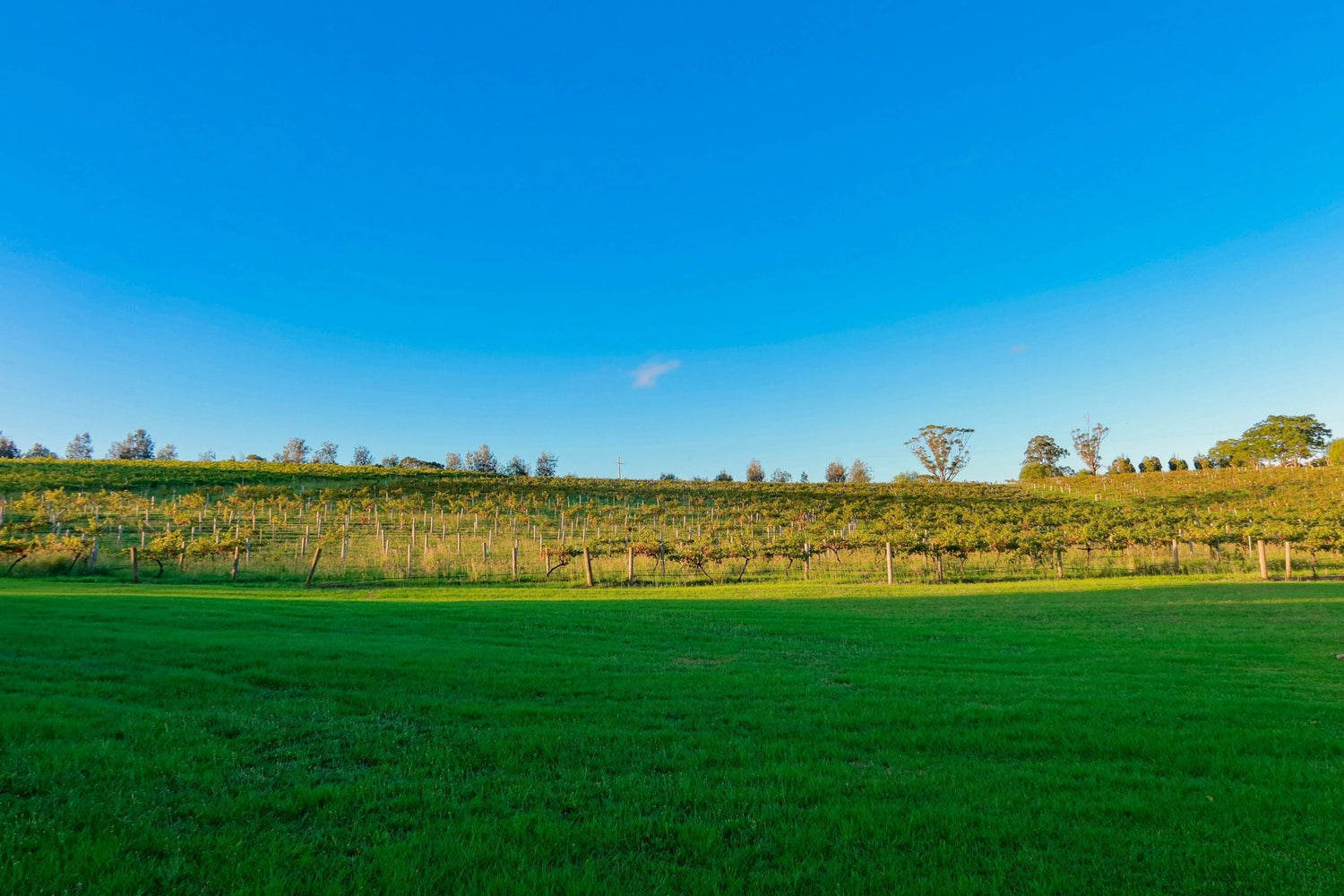 Vineyard rows curving across a gentle hillside above a lush green lawn under a blue sky, Canelones wine region, Uruguay