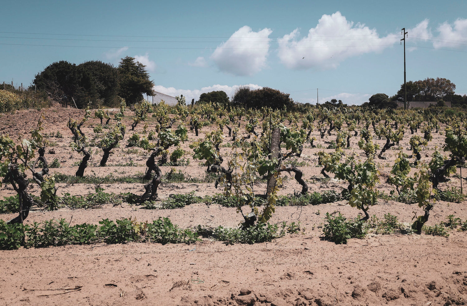 Ancient gnarled alberello bush vines planted in pale sandy Sardinian soil, Cantina di Santadi. Photo: La Casa di Sophia (CC BY-SA 4.0)