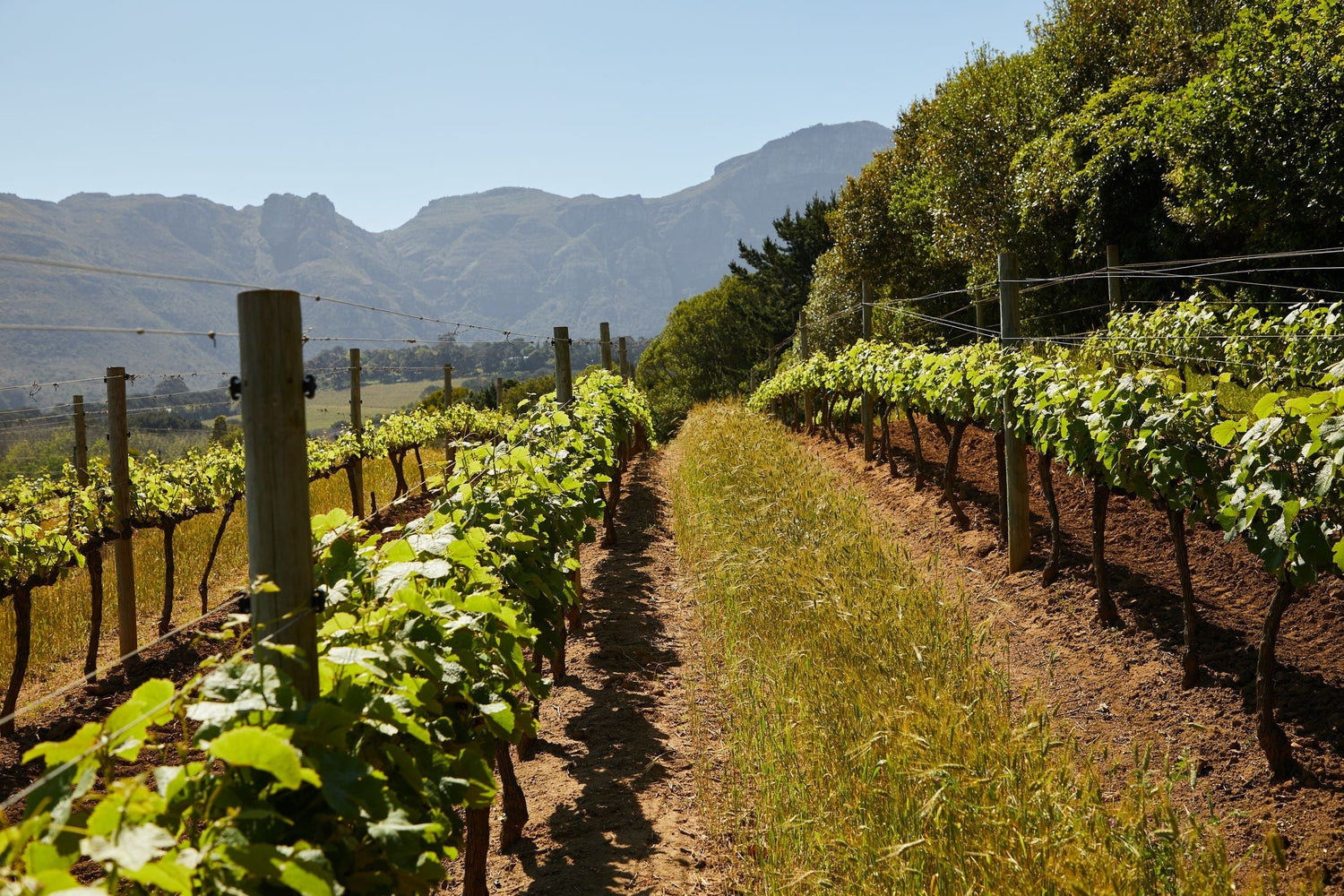 Young vineyard rows with red earth between them and dramatic rocky mountain peaks in the distance, Cape Marlin, Western Cape, South Africa