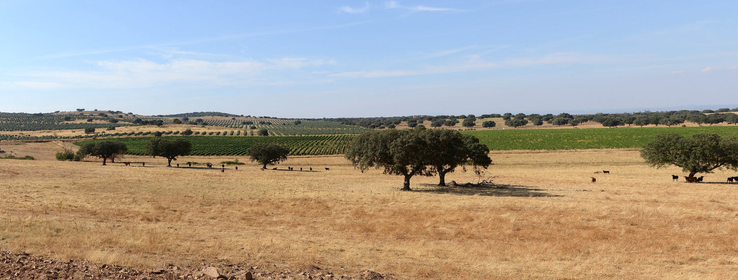 Alentejo landscape with cork oaks and black cattle on dry golden grassland, vineyard rows in the distance, Casa Relvas, Portugal. Photo: Alvesgaspar (CC BY-SA 3.0)