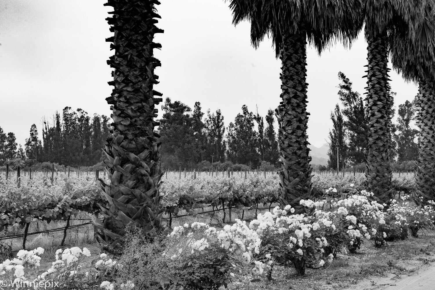 Black and white Chilean vineyard with tall palm trees and rose bushes at vine row ends, mountain backdrop, Casablanca Valley, Chile. Photo: Winniepix (CC BY 2.0)