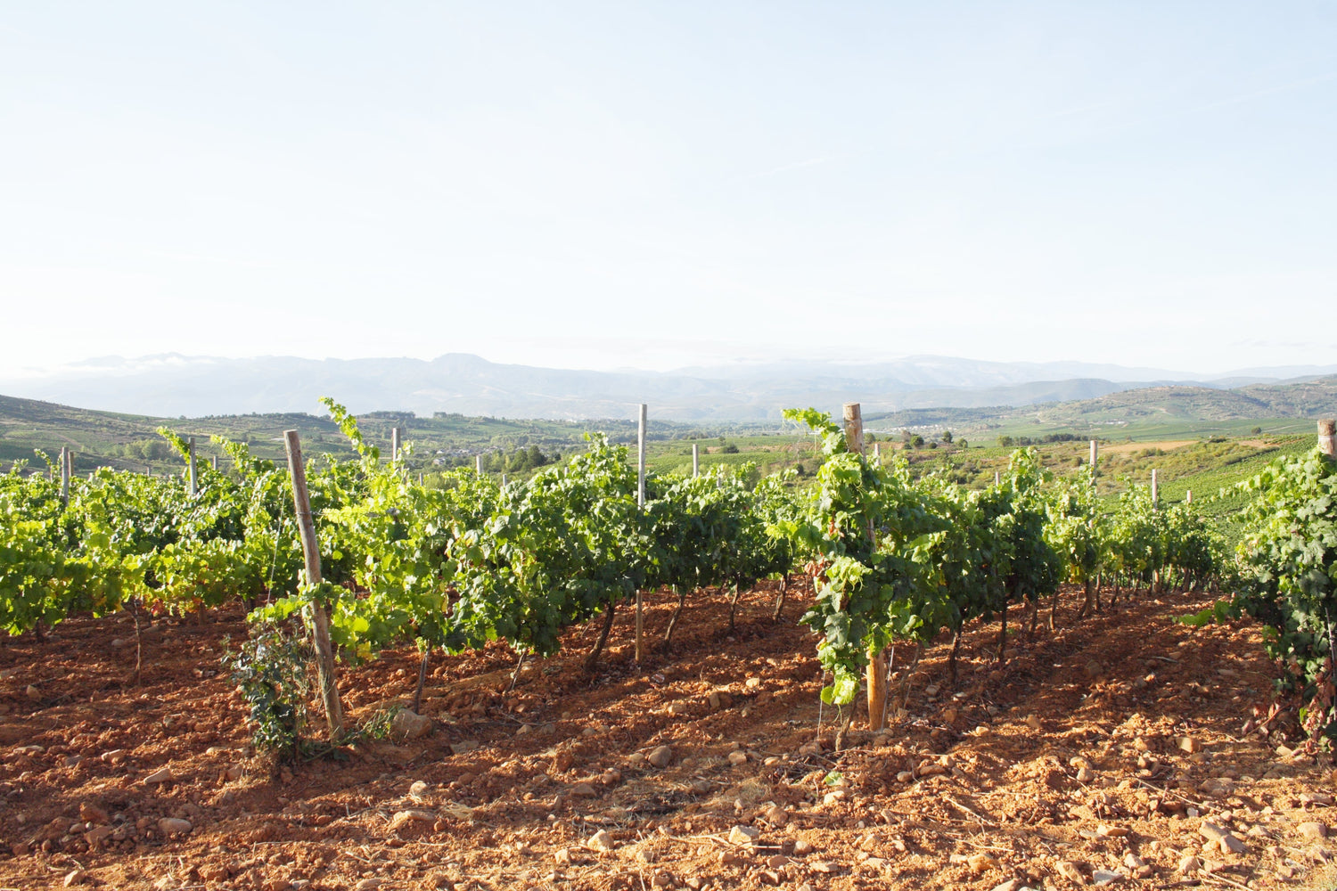 Vineyard rows on red rocky soil with sweeping misty valley views and distant hills, Castilla y León wine region, Spain