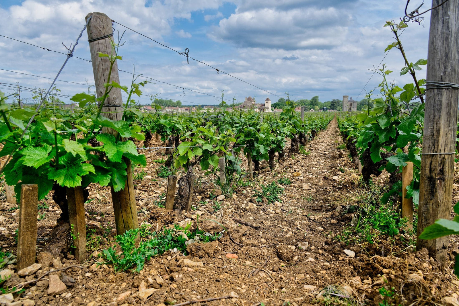Cave des Costieres de Pomerols