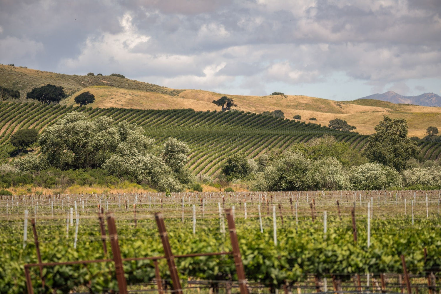 Vineyard rows curving over rolling golden hills with oak trees and mountains beyond, Central Valley wine region