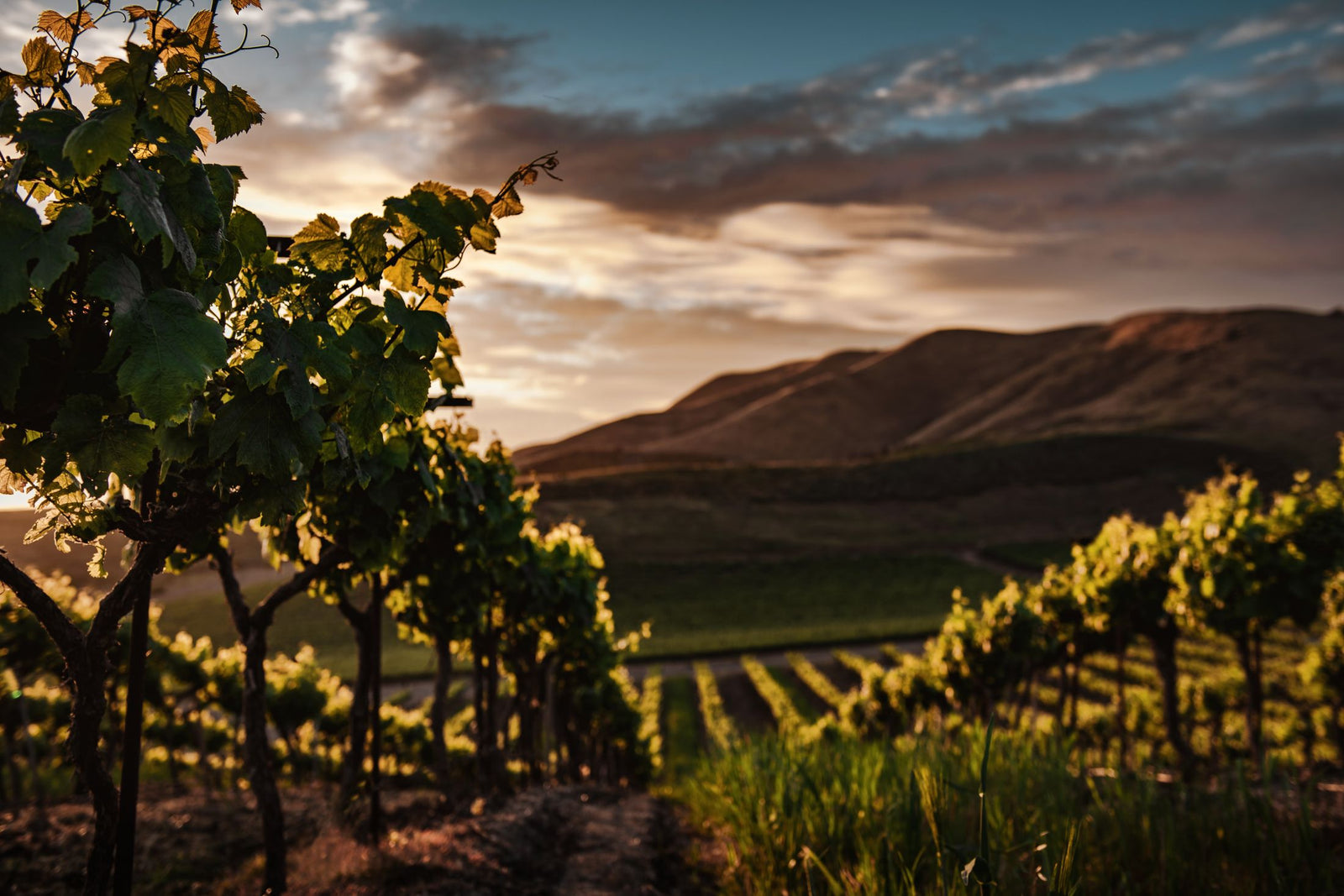 Chardonnay