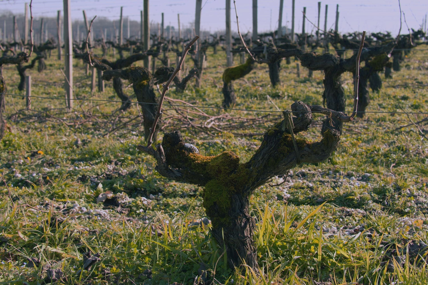 Ancient moss-covered gnarled vine in winter dormancy on chalky gravel soils, Château Calon-Ségur, Saint-Estèphe, Bordeaux
