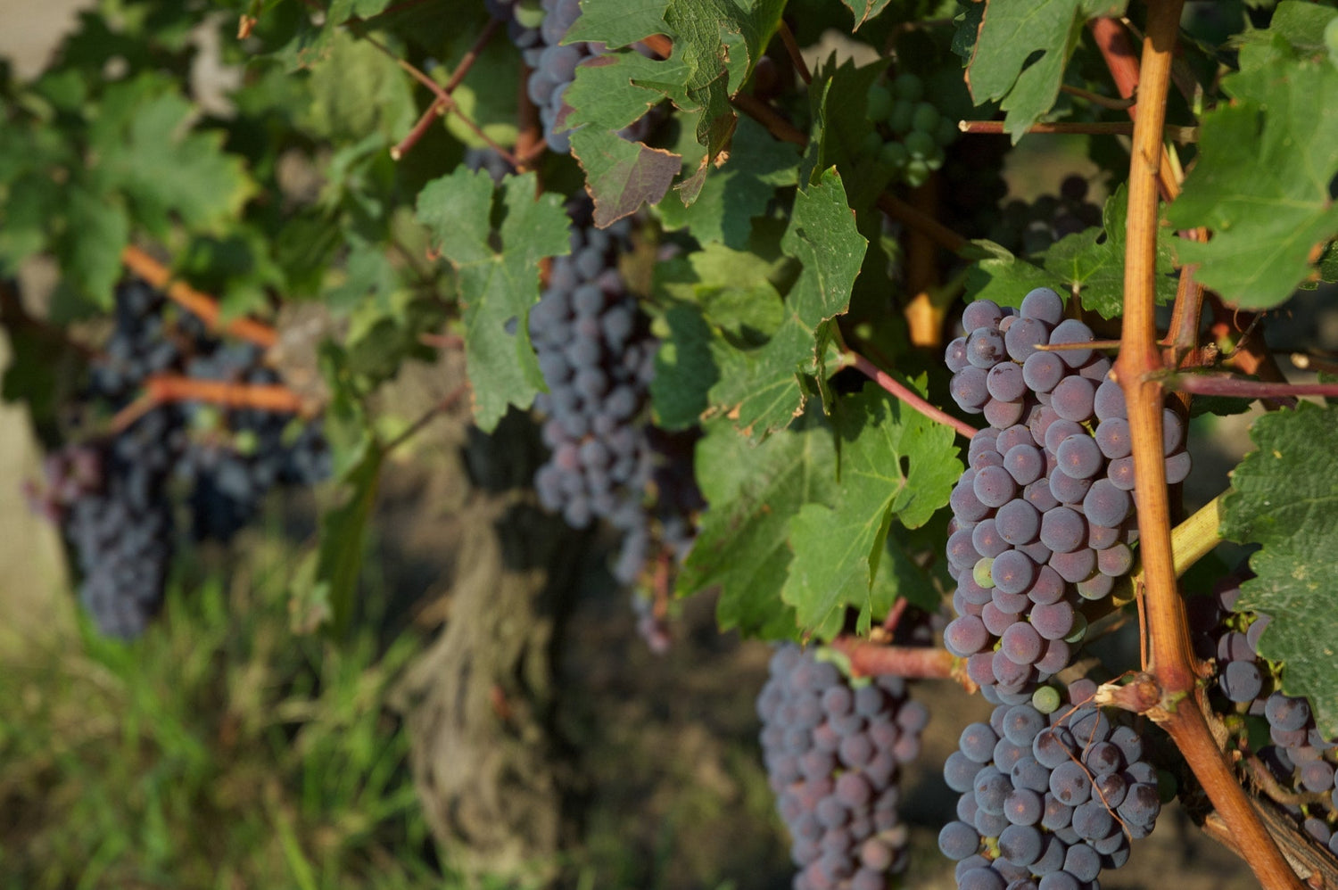 Ripe clusters of dark Cabernet grapes hanging on the vine at Château Cantemerle, Haut-Médoc, Bordeaux. Photo: Paul Jackson (CC BY 3.0)