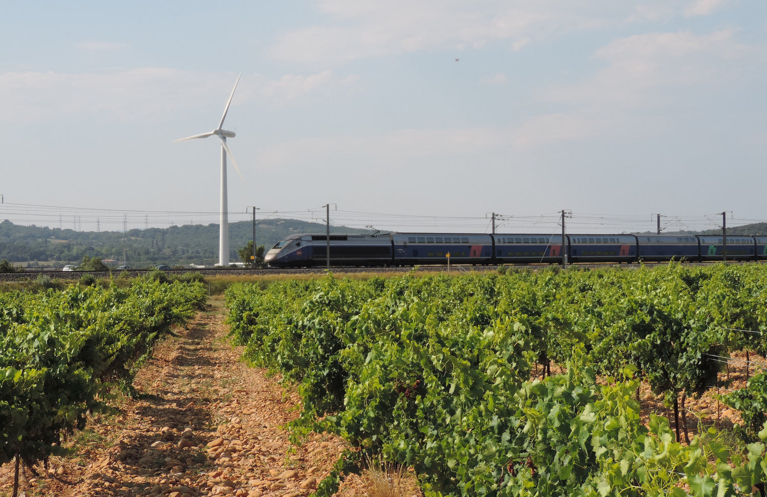 Summer vineyard rows on stony soil with a TGV high-speed train passing by and a wind turbine on the horizon, Provence, France. Photo: Dmytro Ivashchenko (CC BY-SA 4.0)