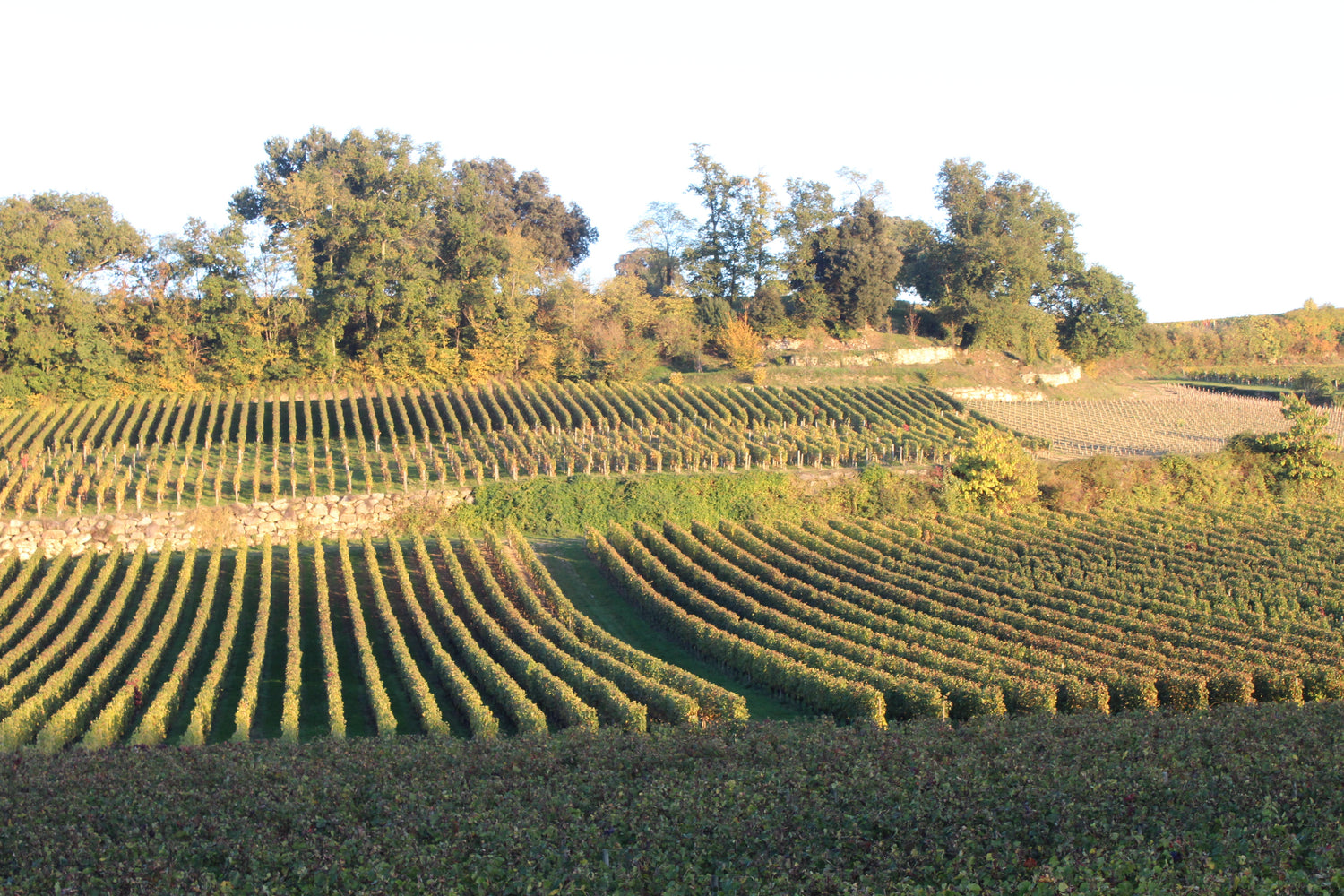Rolling autumn vineyard slopes in warm golden light, divided by stone walls and oak trees, Saint-Émilion, Bordeaux. Photo: Lauchantoiseau (CC BY-SA 4.0)