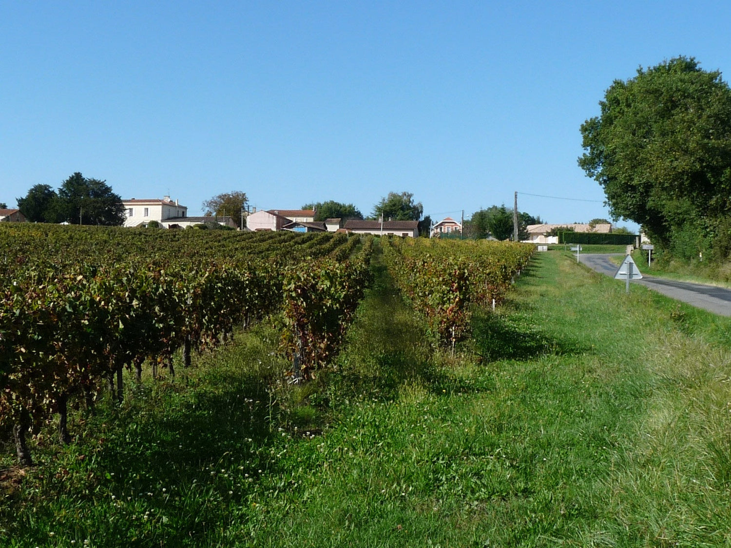 Summer vine rows alongside a country road with estate buildings behind, Saint-Ciers-de-Canesse, Côtes de Bourg, Bordeaux. Photo: Jack ma (CC BY-SA 3.0)