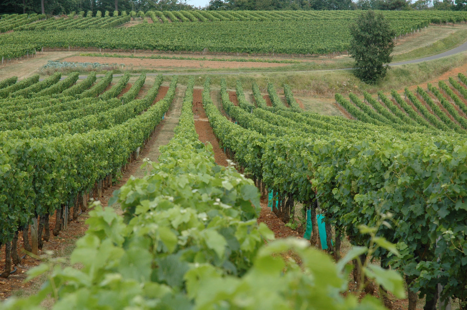 Lush green vineyard rows covering rolling red-clay hillsides near Cahors, Château Haut Monplaisir, south-west France. Photo: Bennet Summers (CC BY-SA 2.0)