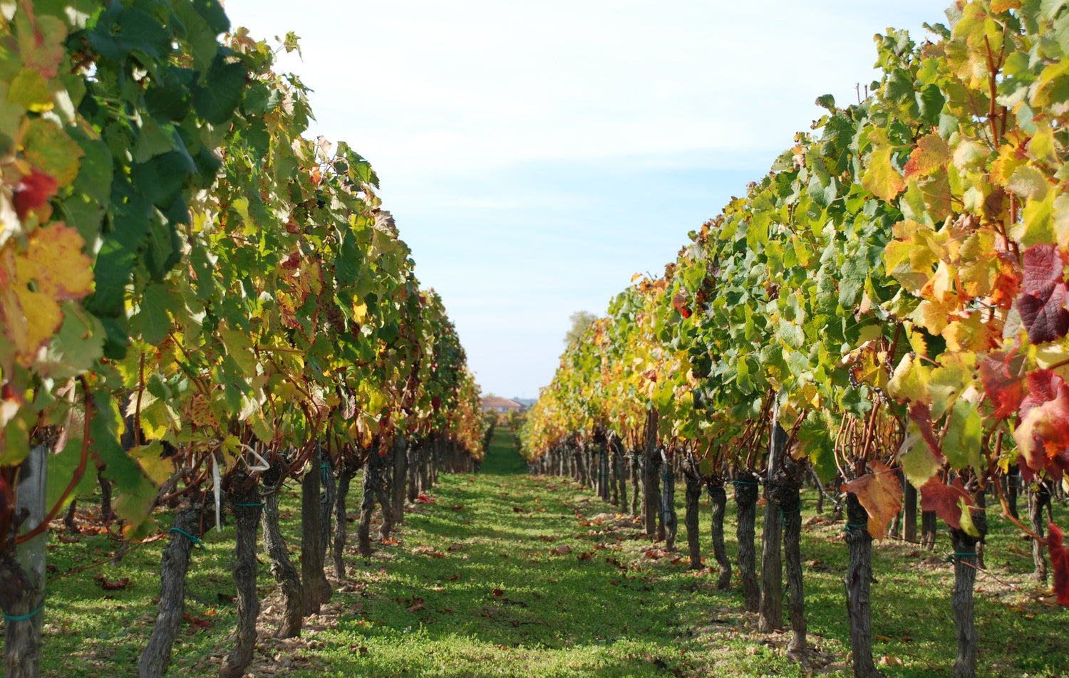 A vine row corridor in autumn with leaves turning gold and crimson, looking towards an estate, Lalande-de-Pomerol, Bordeaux. Photo: Dominique Hessel (CC BY 3.0)