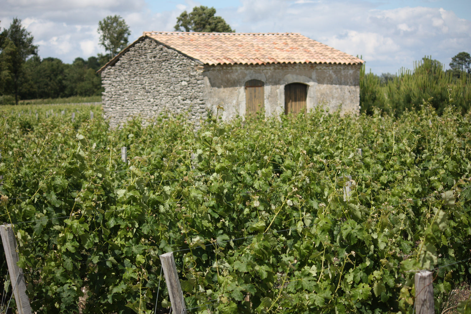 A traditional stone chai with terracotta roof rising above lush summer vines, Moulis-en-Médoc, Bordeaux. Photo: Medocpleinsud (CC BY-SA 4.0)