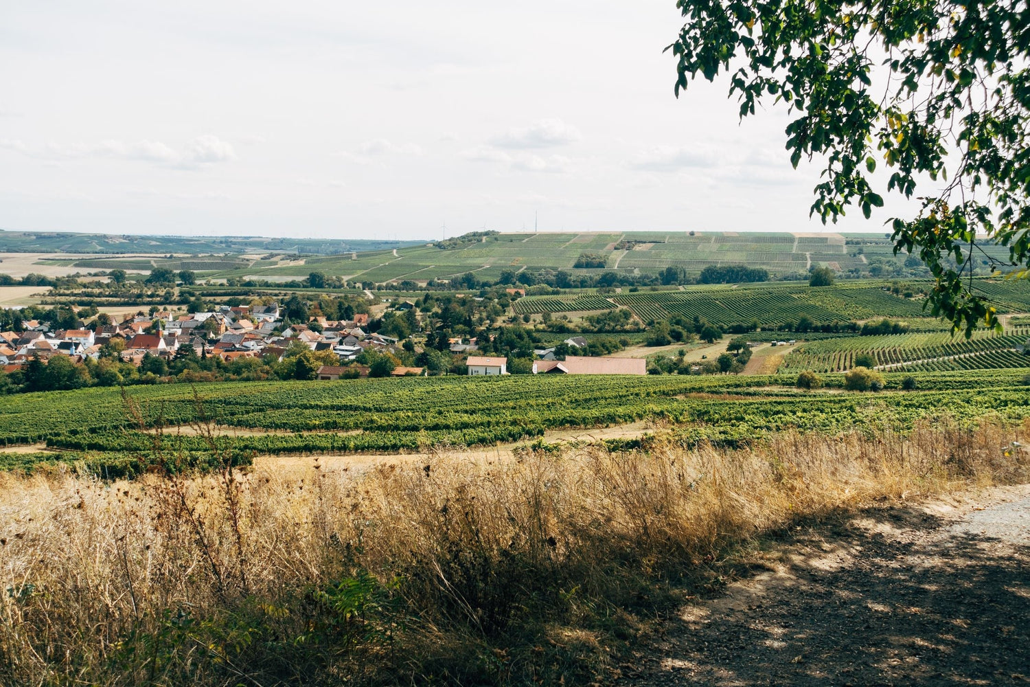 Sweeping summer landscape of a wine village among rolling vine-covered hills, Château Minuty, Provence, France