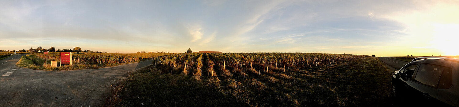 Panoramic sunset view of flat Médoc vineyard rows at a country road junction, Château Monsan Estèbe, Bordeaux. Photo: Slywire (CC BY-SA 4.0)