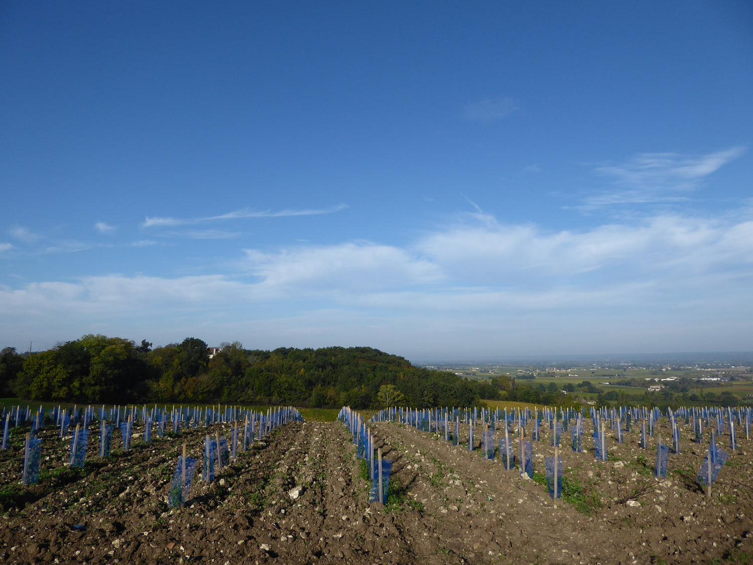 Newly planted young vines in blue protective tubes on a hillside overlooking the Dordogne valley, Monbazillac, Château Ramon. Photo: Musicaline (CC BY-SA 4.0)