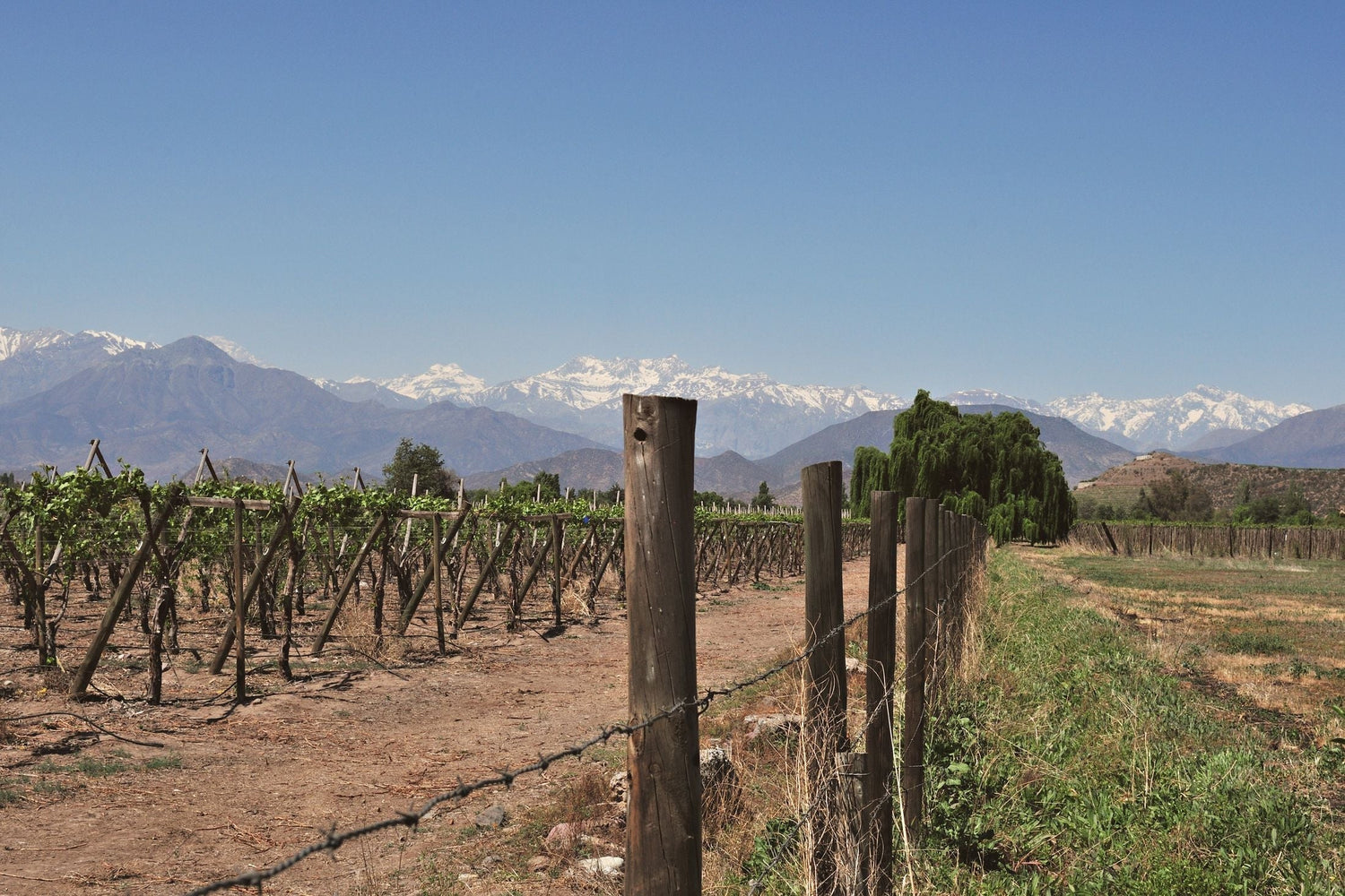 Vineyard rows on dry soil with wooden fence posts and snow-capped Andes mountains on the horizon, Chilean wine country