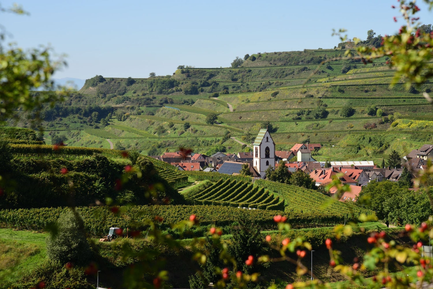 A wine village with a Gothic church steeple nestled among tiered vineyard hillsides, seen through rose hips, for Christian Tschida, Burgenland, Austria