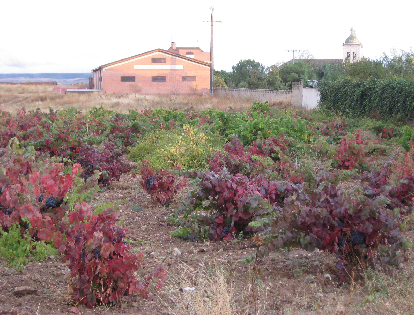 Cigales