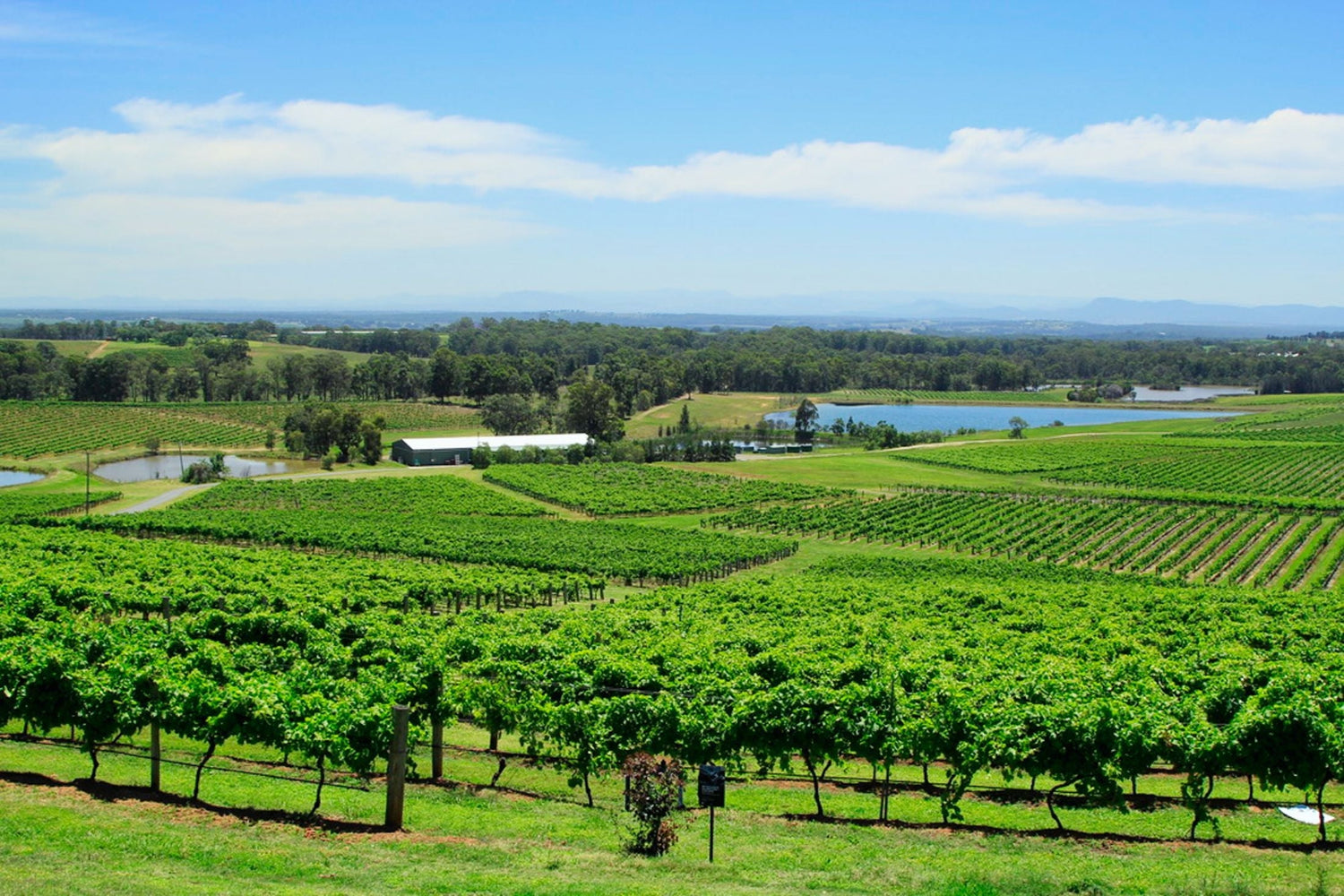 Lush green vineyard rows with irrigation dams and eucalyptus woodland in the distance, Clare Valley wine region, South Australia